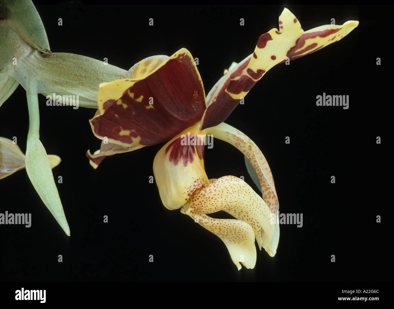 orchid terrestial epiphytic orchidaceae Stock Photo