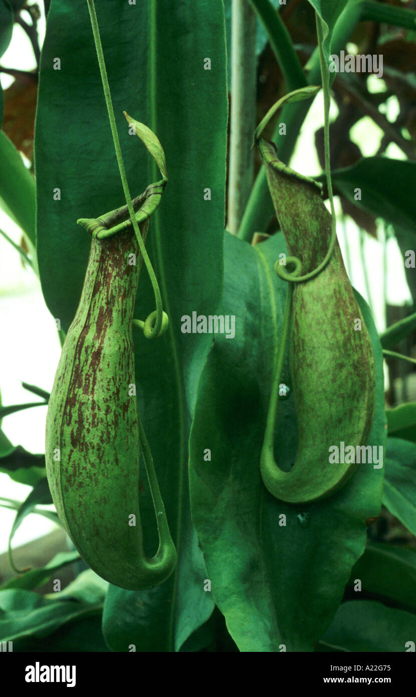 pitcher insectiverous insect eating Stock Photo - Alamy