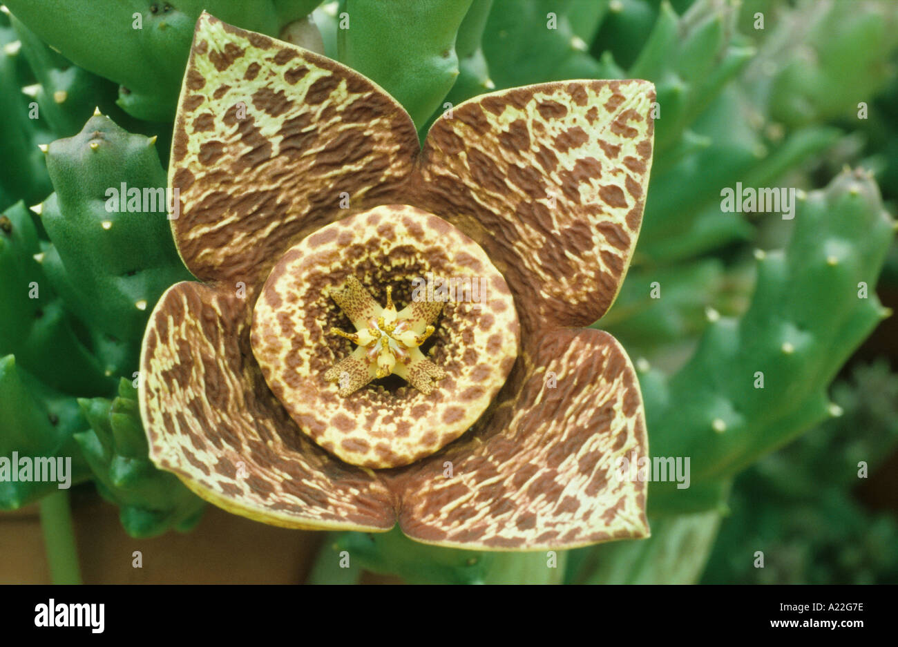 rotten rotting meat smell Stock Photo Alamy