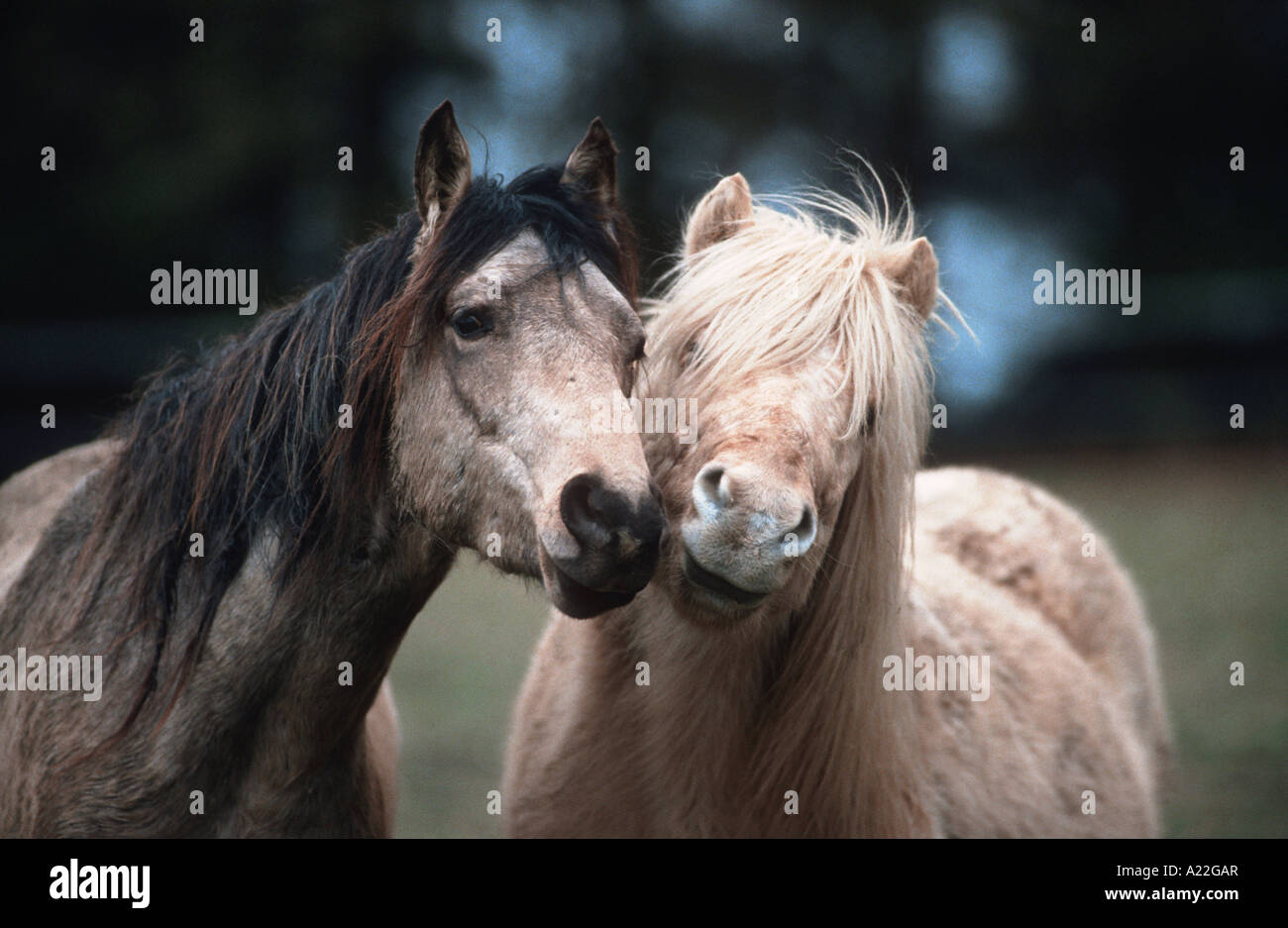 Paso Fino and Icelandic Pony Stock Photo