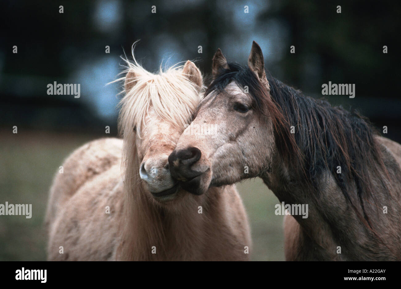 Paso Fino and Icelandic Pony Stock Photo