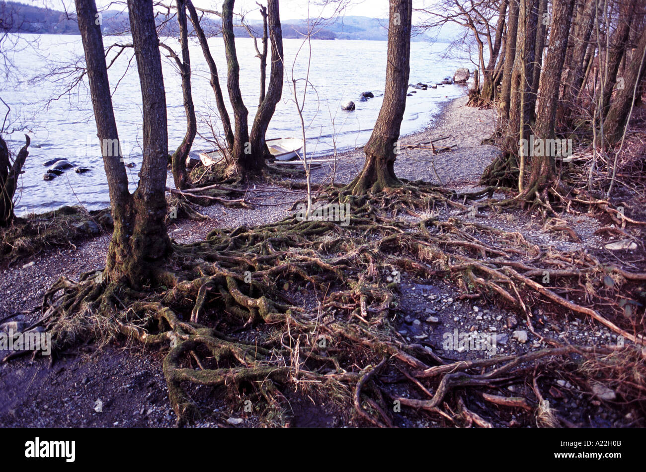 Tree roots uncovered by soil erosion on the shore of Lake Windermere in ...
