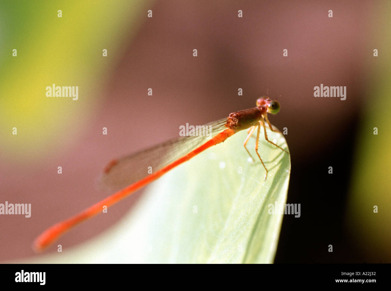 Dragonfly resting on leaf Stock Photo