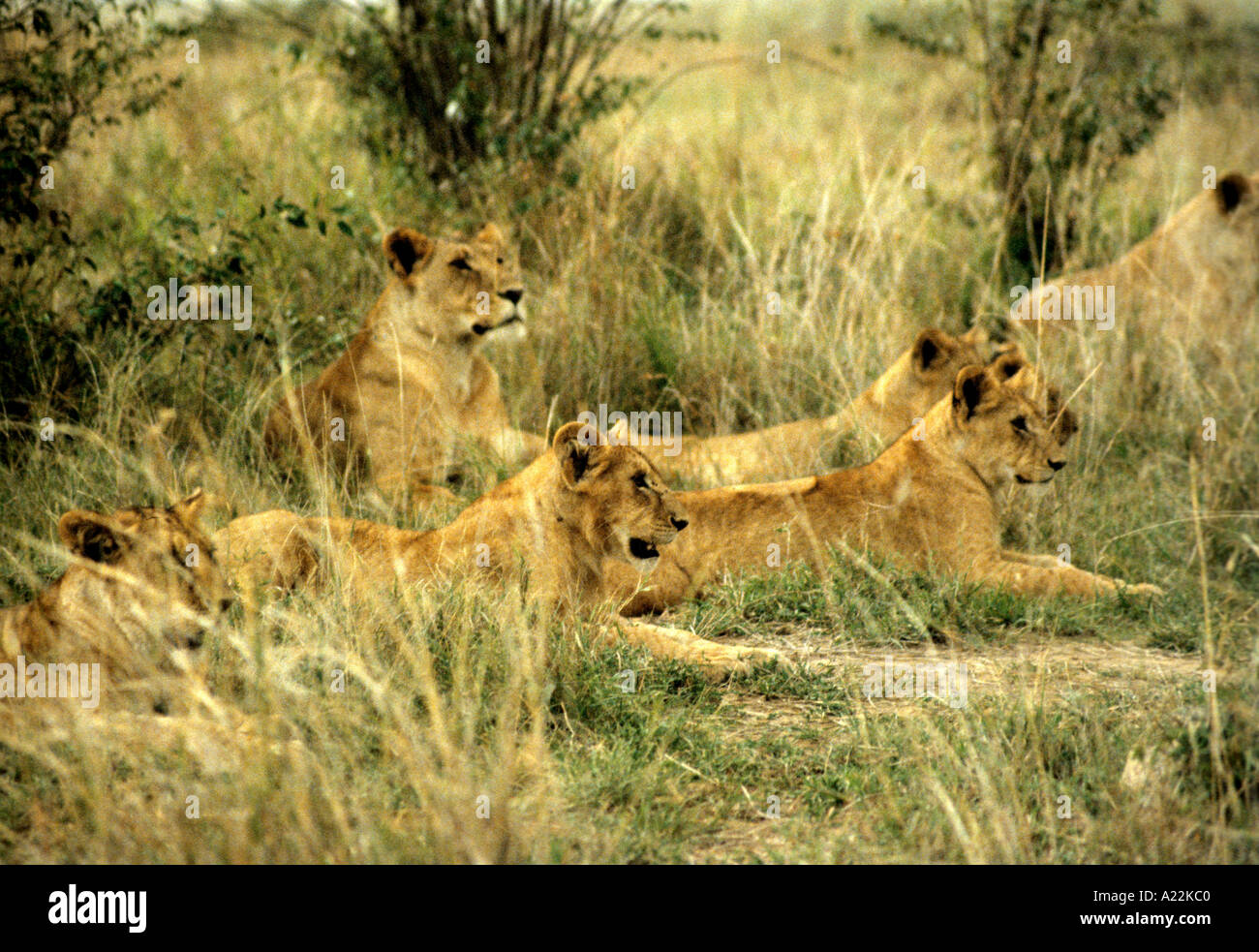 Pride of lions in the Masai Mara Game Reserve in Kenya Stock Photo - Alamy
