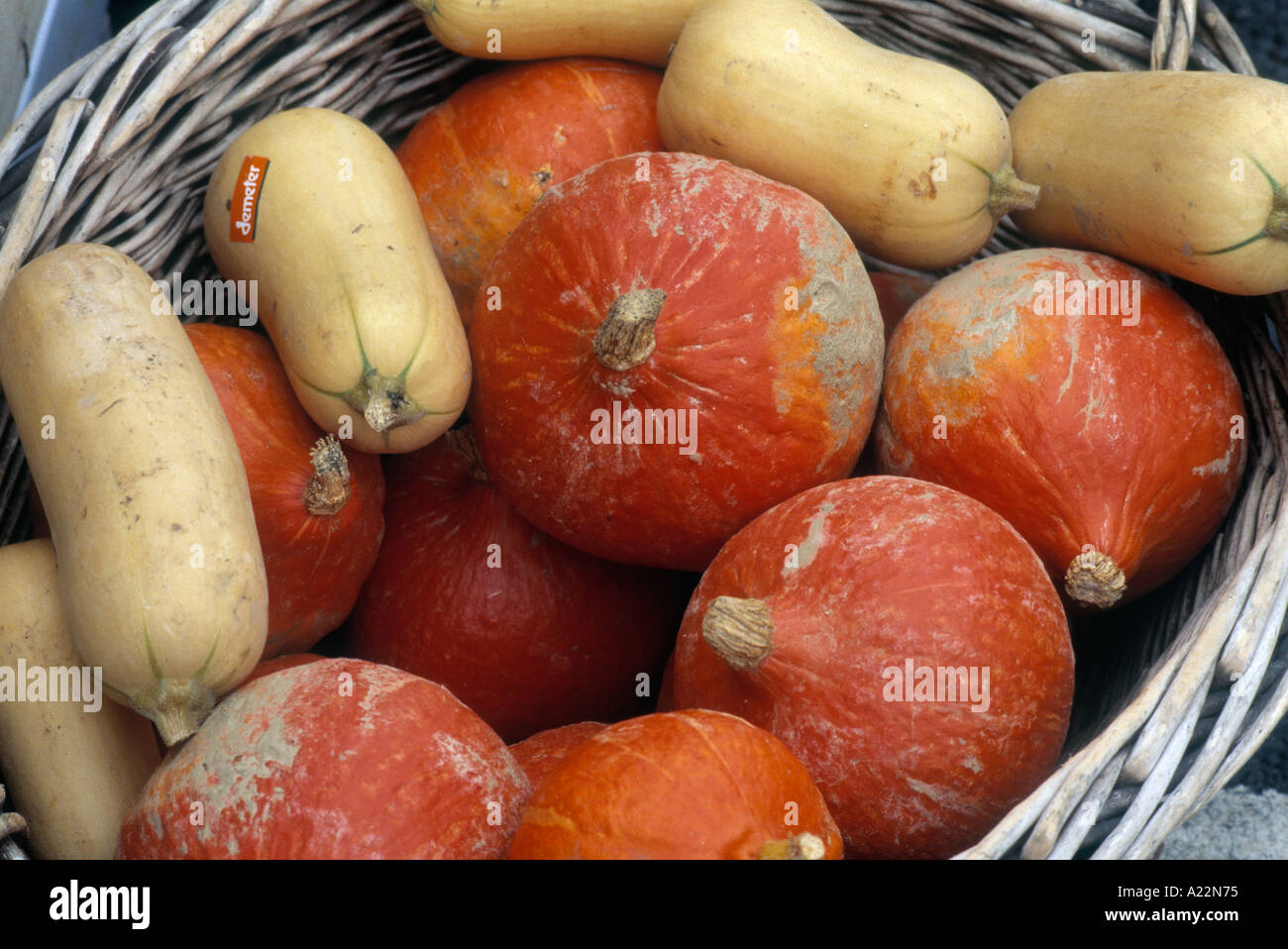 the wide range of Courgettes Marrows and Squash on sale in english