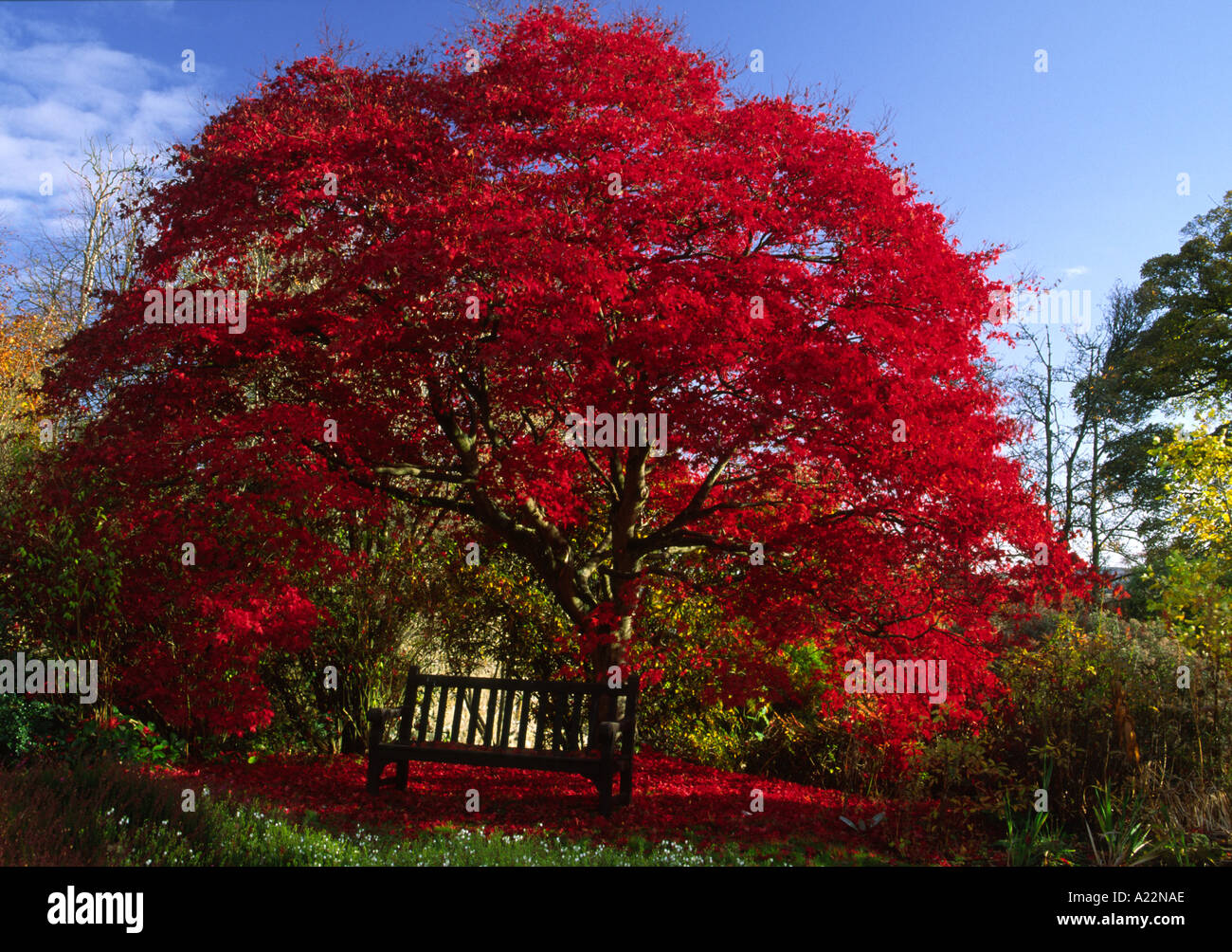 Intense red japanese maple hi-res stock photography and images - Alamy