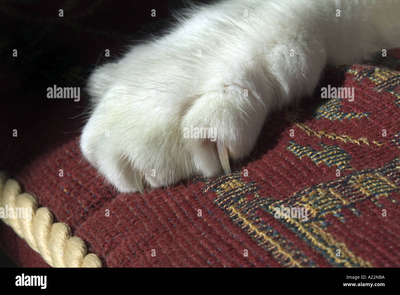 A cats paw with claw dug in a cushion Stock Photo