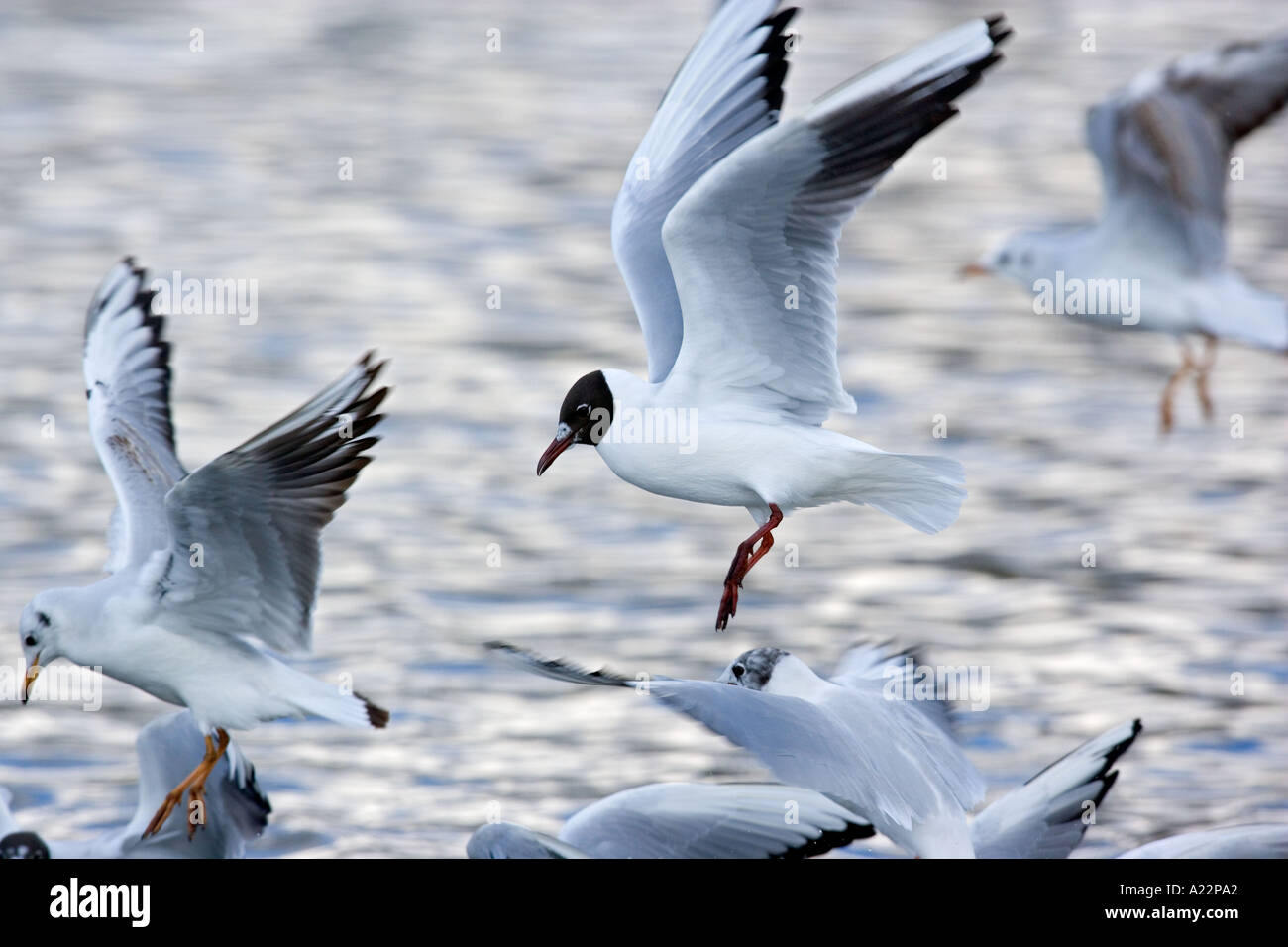 Black headed gull Larus ridibundus in flight after food norfolk Stock Photo