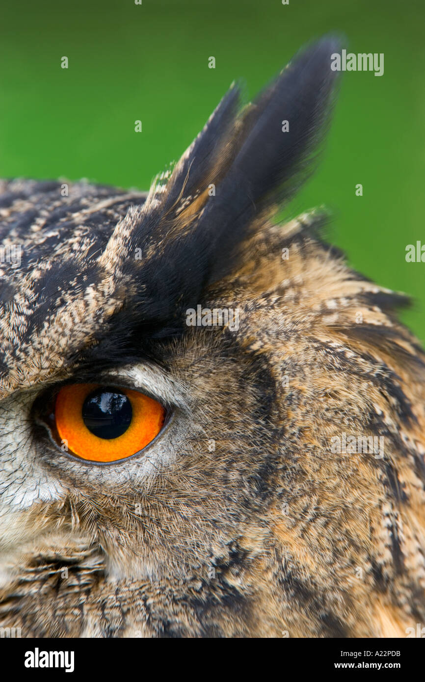 Eagle Owl Bubo bubo eye and ear detail view old warden bedfordshire Stock Photo