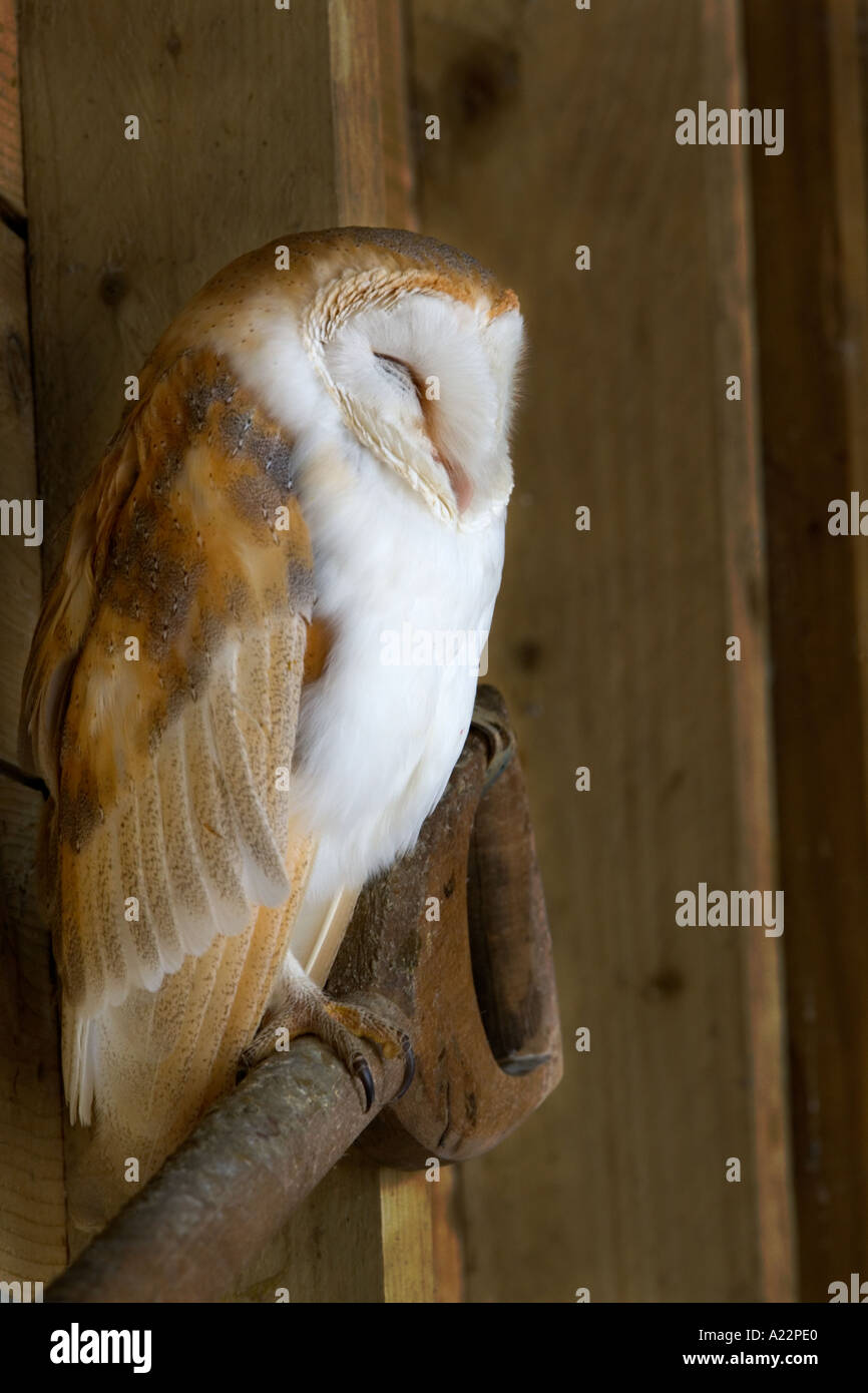 Barn owl Tyto alba roosting in shed old warden bedfordshire Stock Photo