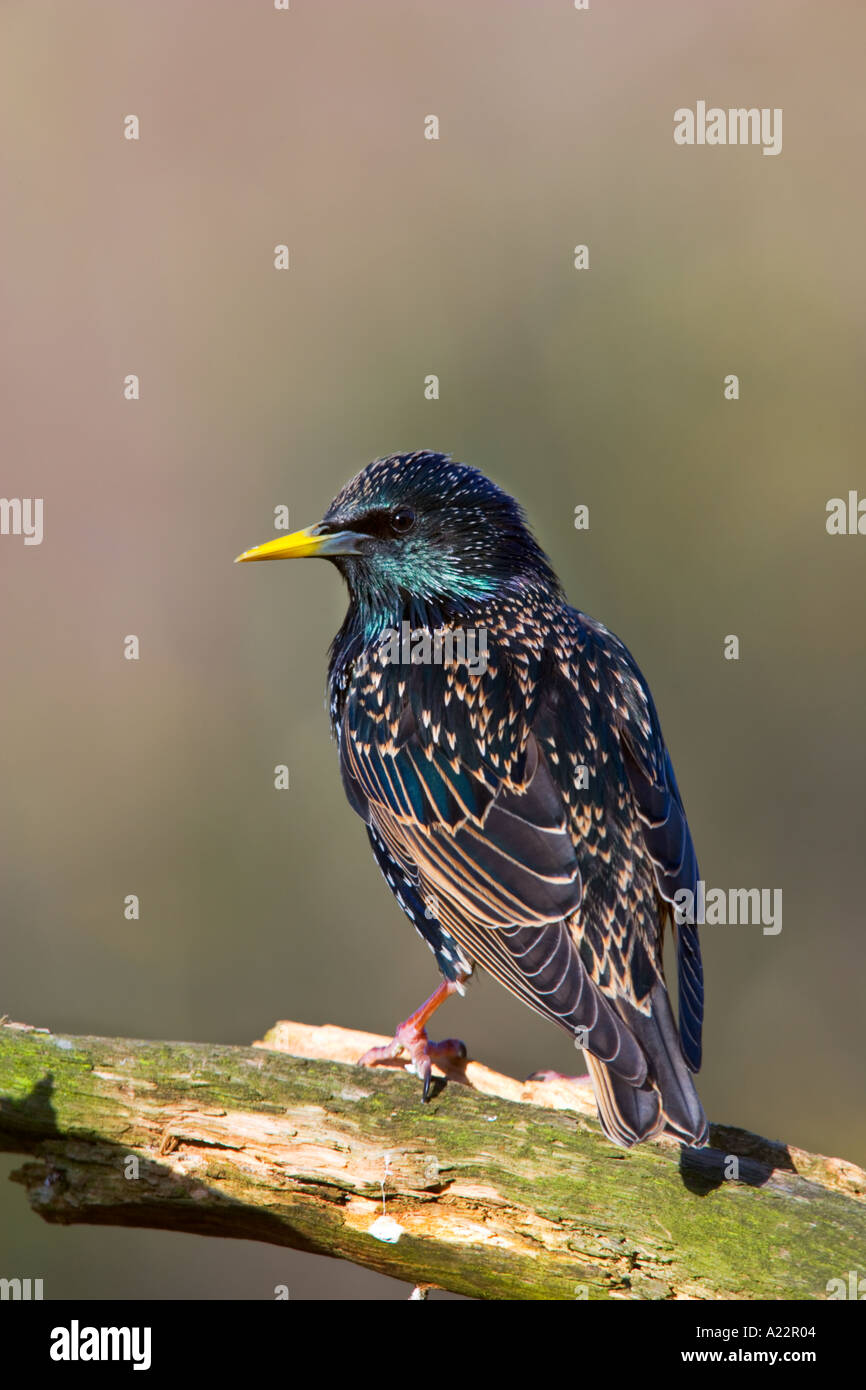 Starling Sturnus vulgaris standing on branch looking alert and showing sheen on back with nice defuse background potton beds Stock Photo