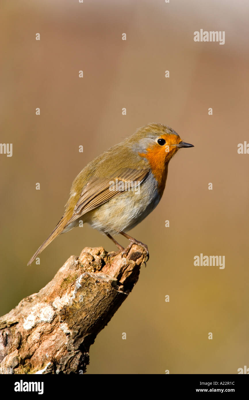 Robin (Erithacus rubecula) perching on branch looking alert potton bedfordshire Stock Photo