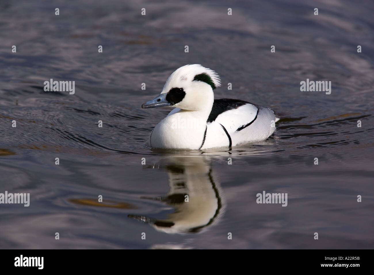 Smew Mergus albellus floating on nice blue water with reflection norfolk Stock Photo