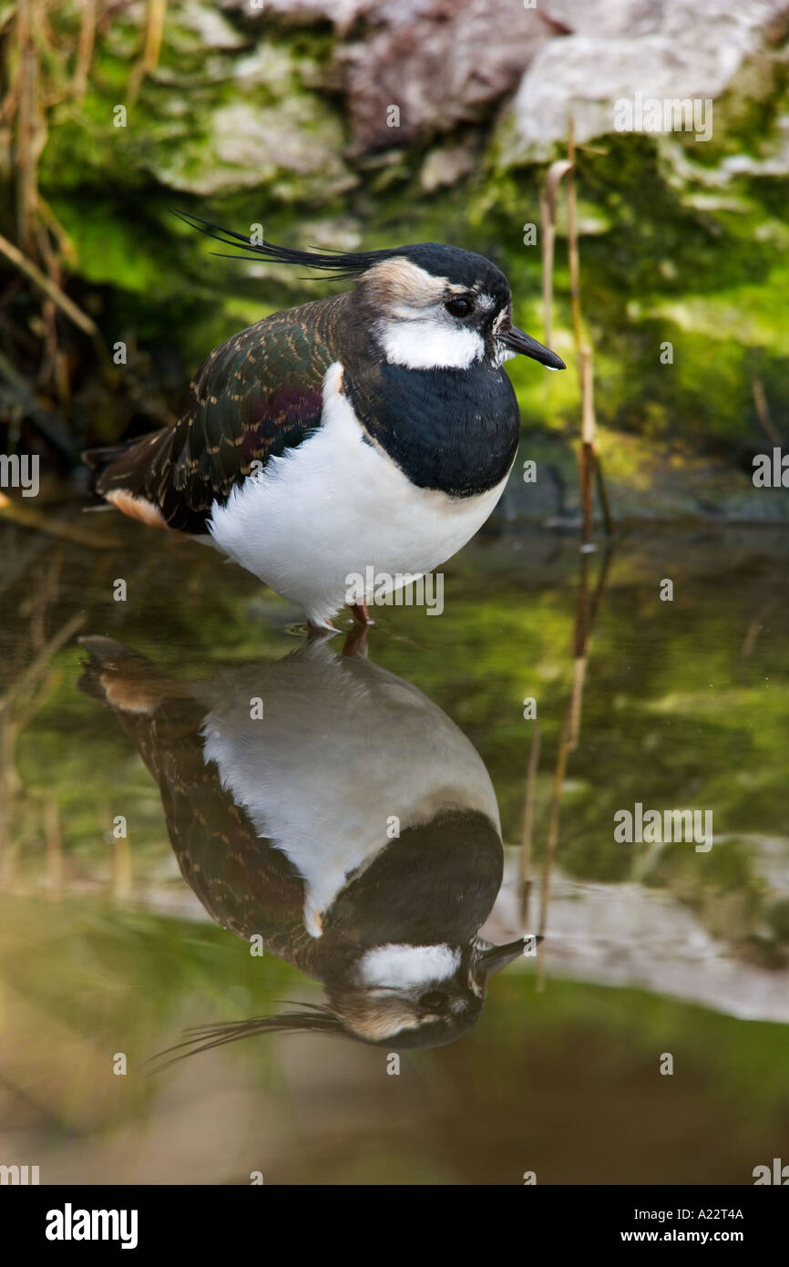 Lapwing Vanellus vanellus standing in water with reflection norfolk Stock Photo