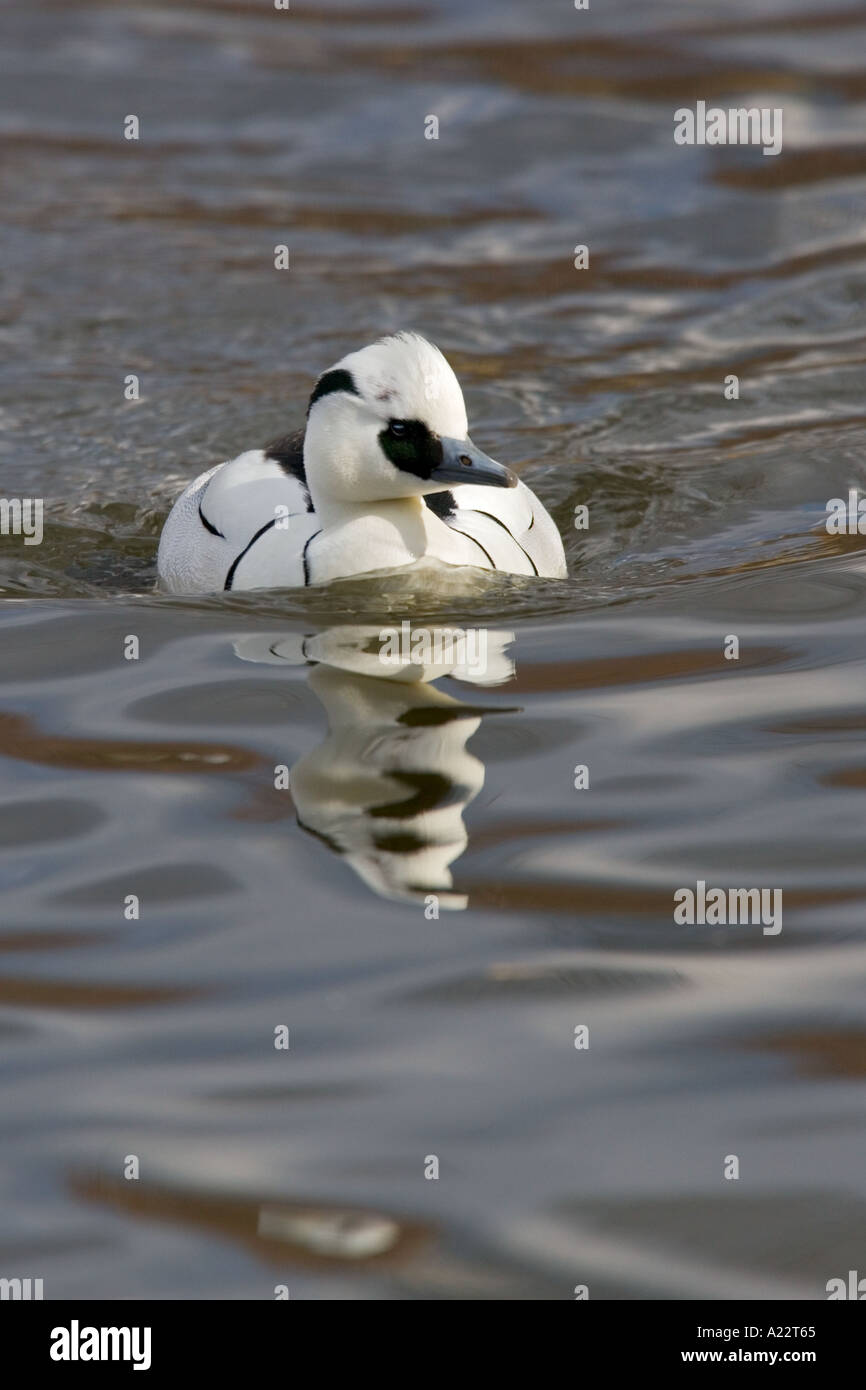 Smew Mergus albellus swimming in water with reflection norfolk Stock Photo