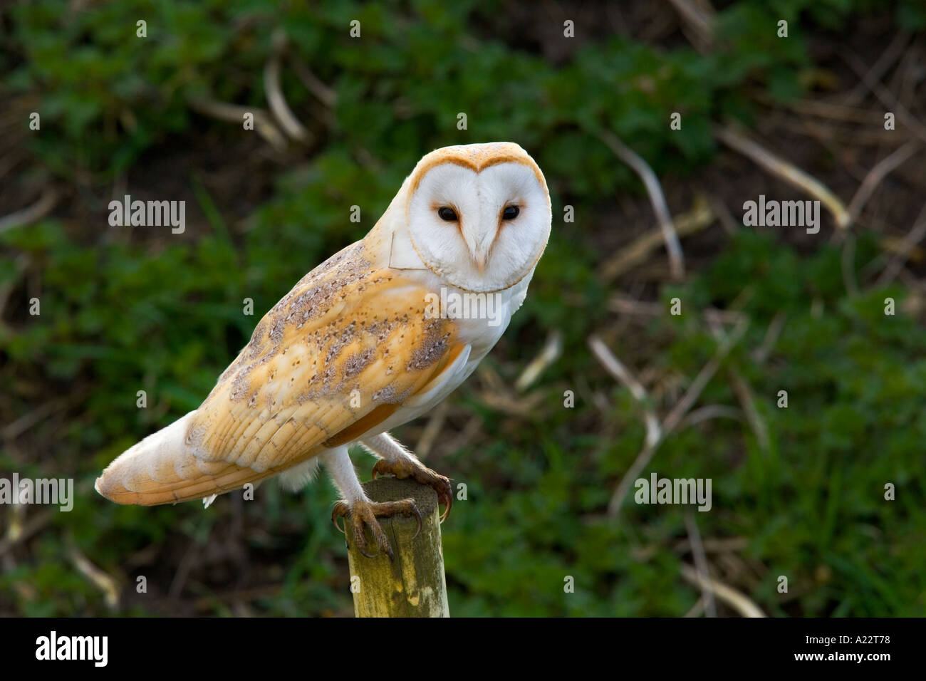 Barn owl Tyto alba perched on post with dark background welney norfolk Stock Photo