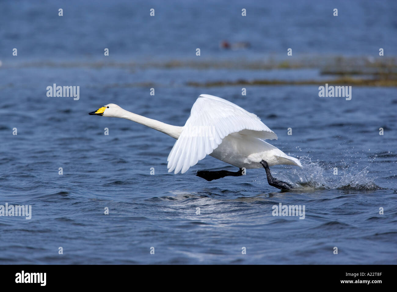 Whooper swan Cygnus cygnus taking off with feet flapping welney norfolk Stock Photo