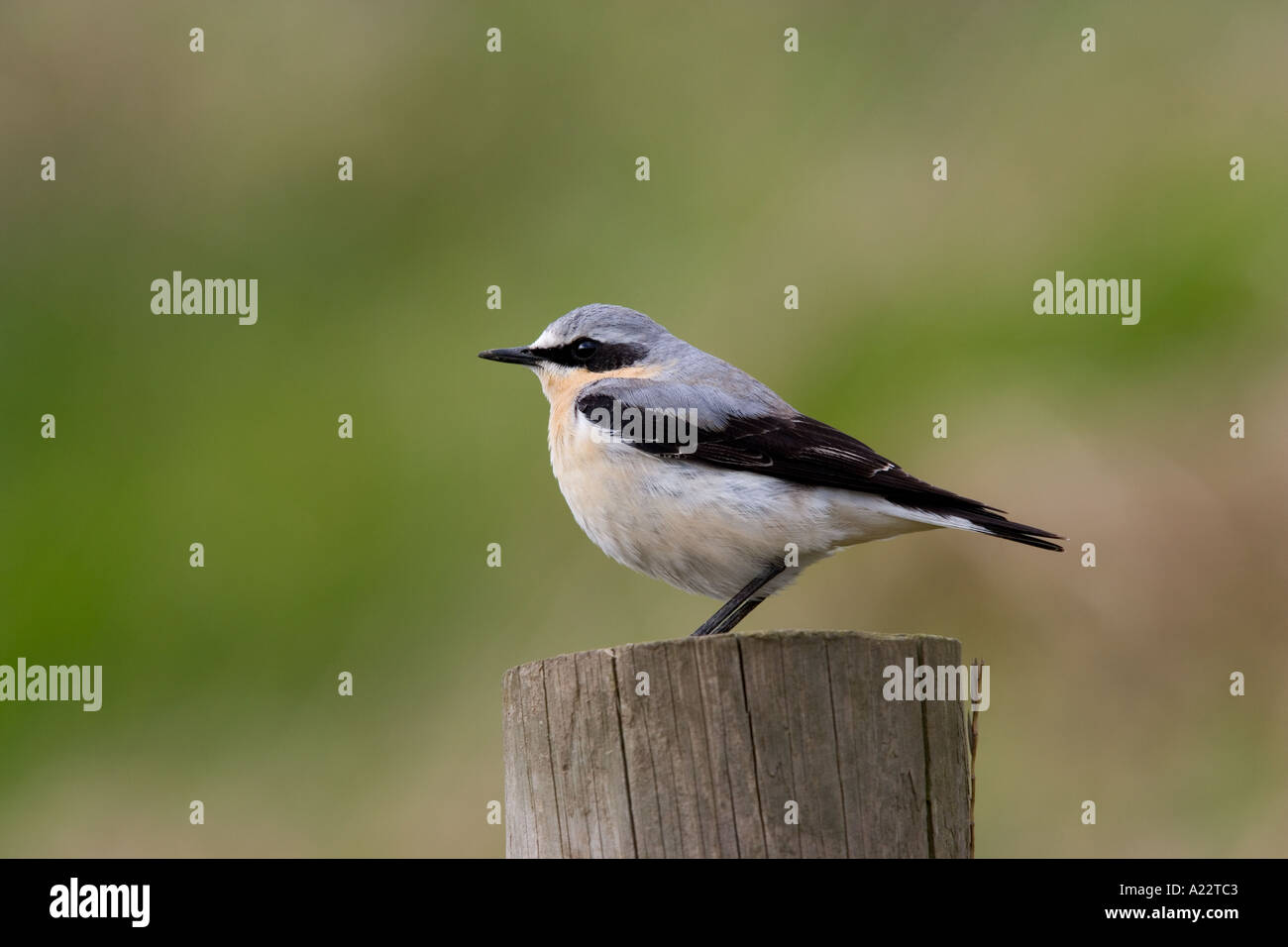 Wheatear Oenanthe oenanthe perched on post with nice out of focud background welney norfolk Stock Photo