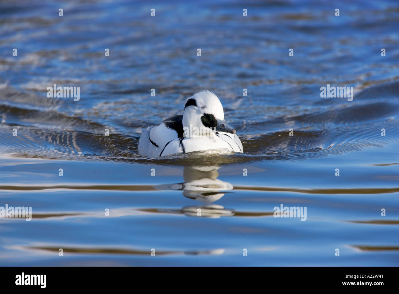 Smew Mergus albellus swimming in nice blue water with reflection norfolk Stock Photo