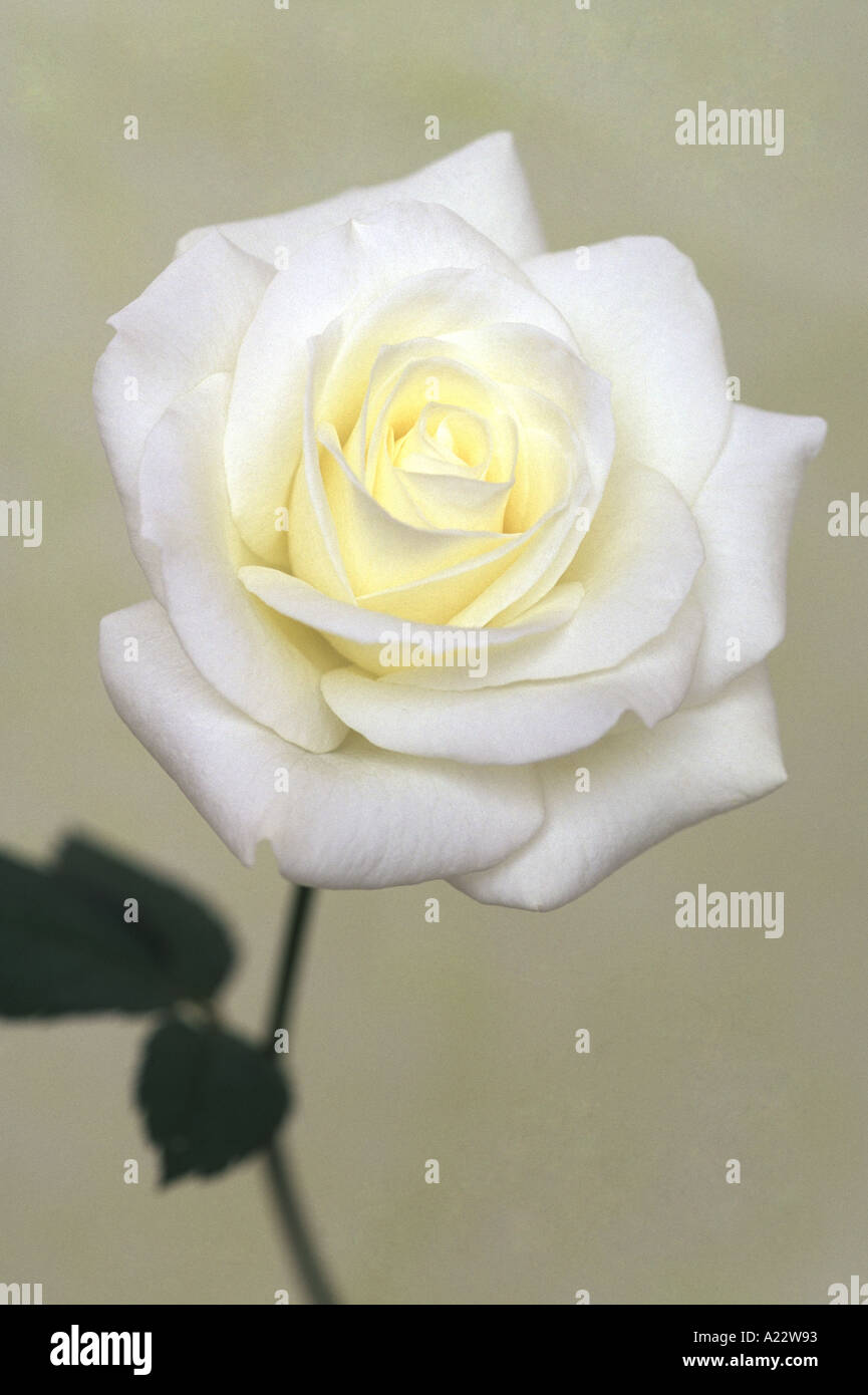 The White Rose High Resolution Stock Photography and Images - Alamy
