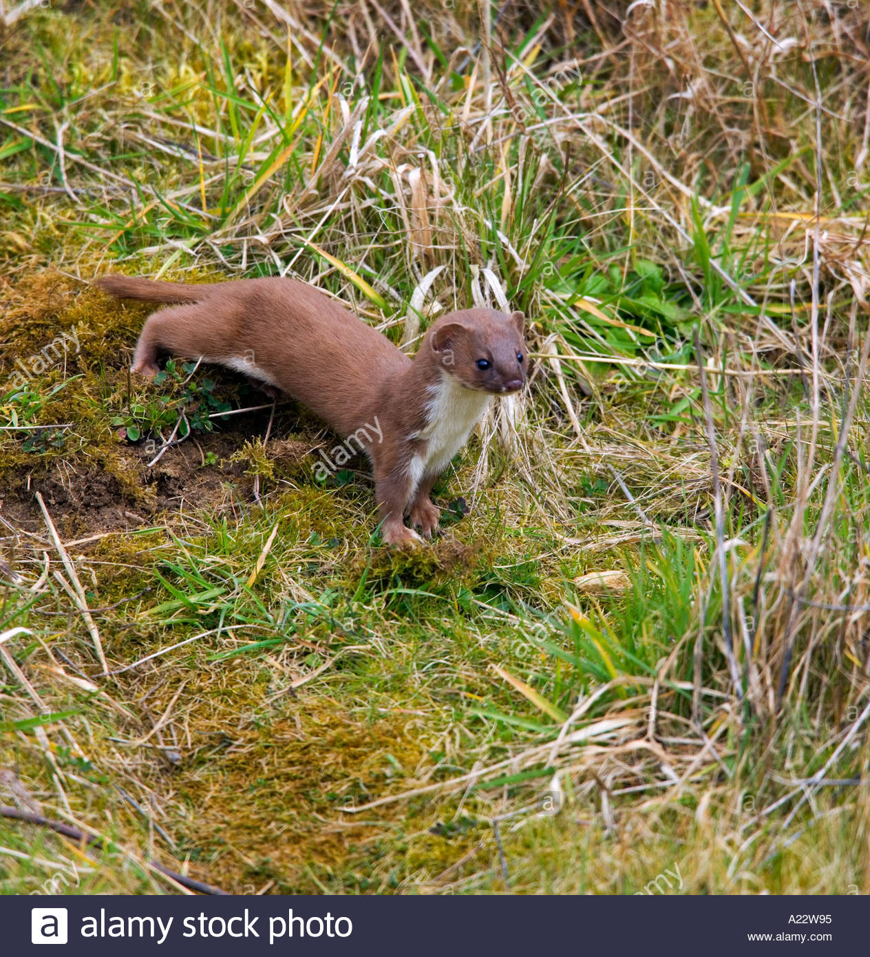 Weasel mustela nivalis alert hires stock photography and images Alamy