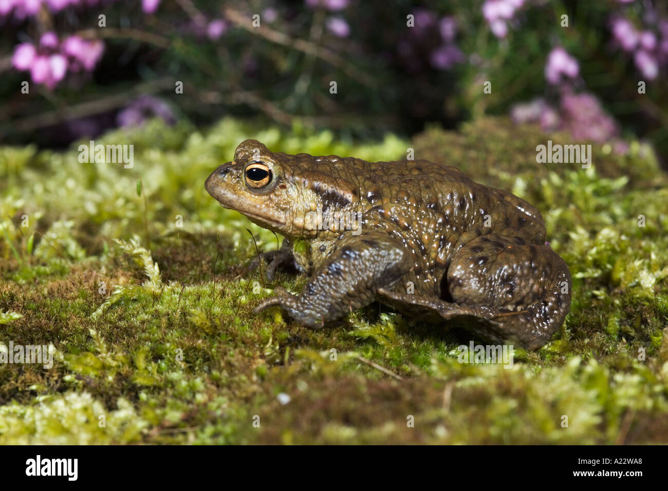 Common Toad Bufo bufo on moss covered stone potton bedfordshire Stock Photo