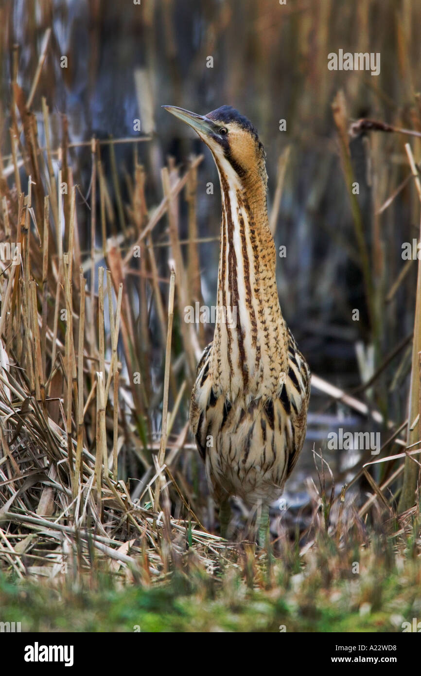 Bittern Botaurus stellaris in reed bed Fishers Green Lea Valley standing with neck up looking alert Stock Photo