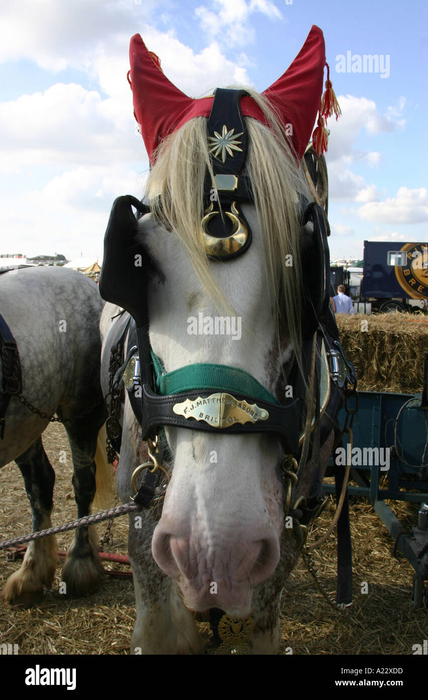 Grey shire horse hi-res stock photography and images - Alamy