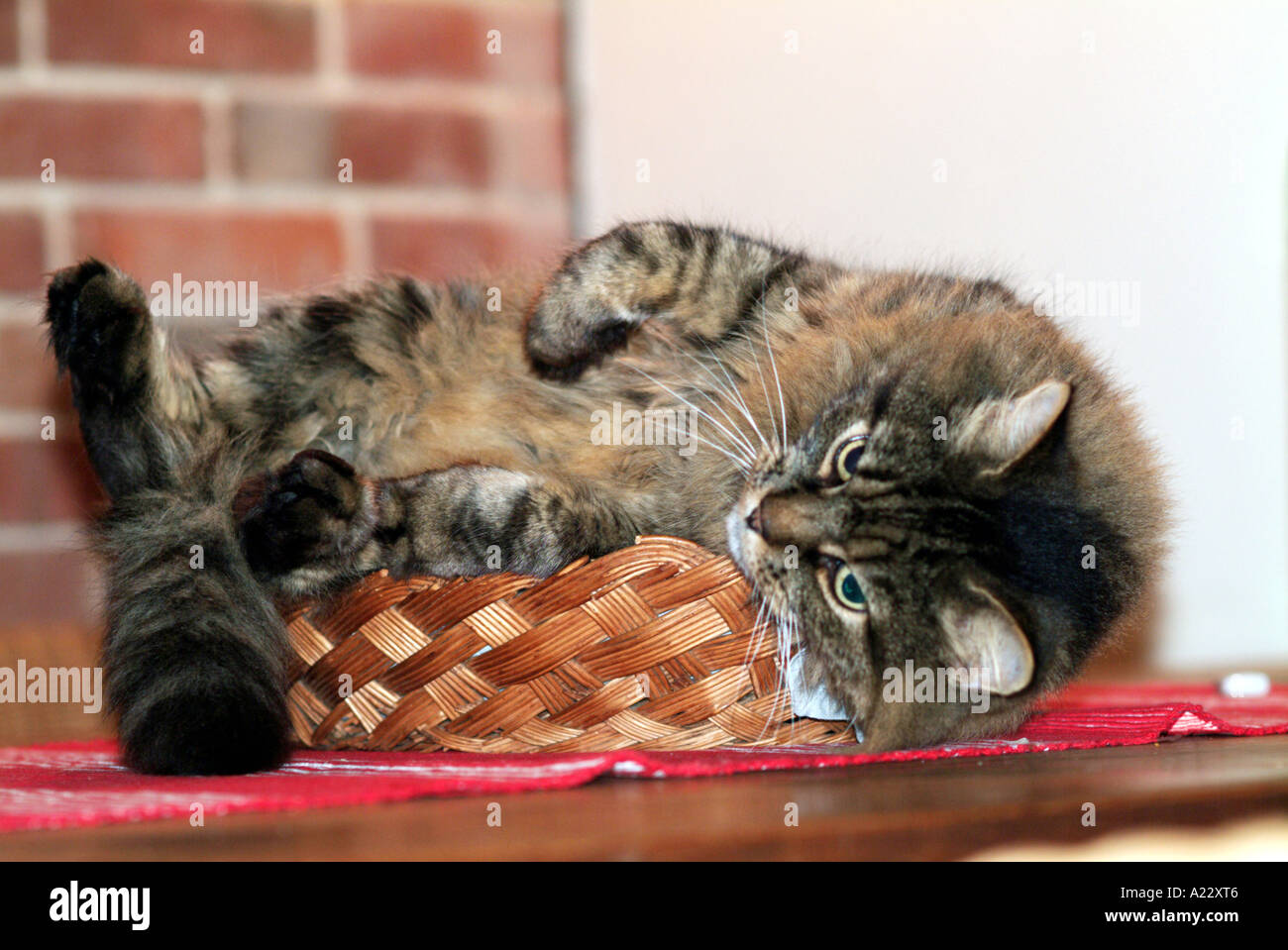 Cat In Bread Basket Stock Photo