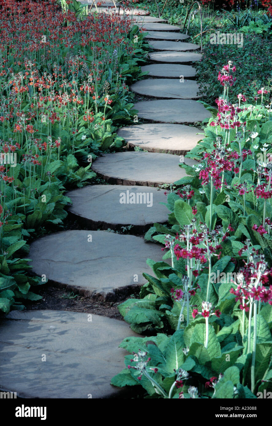 Timber stepping stone path with Primula Bonfire Stock Photo