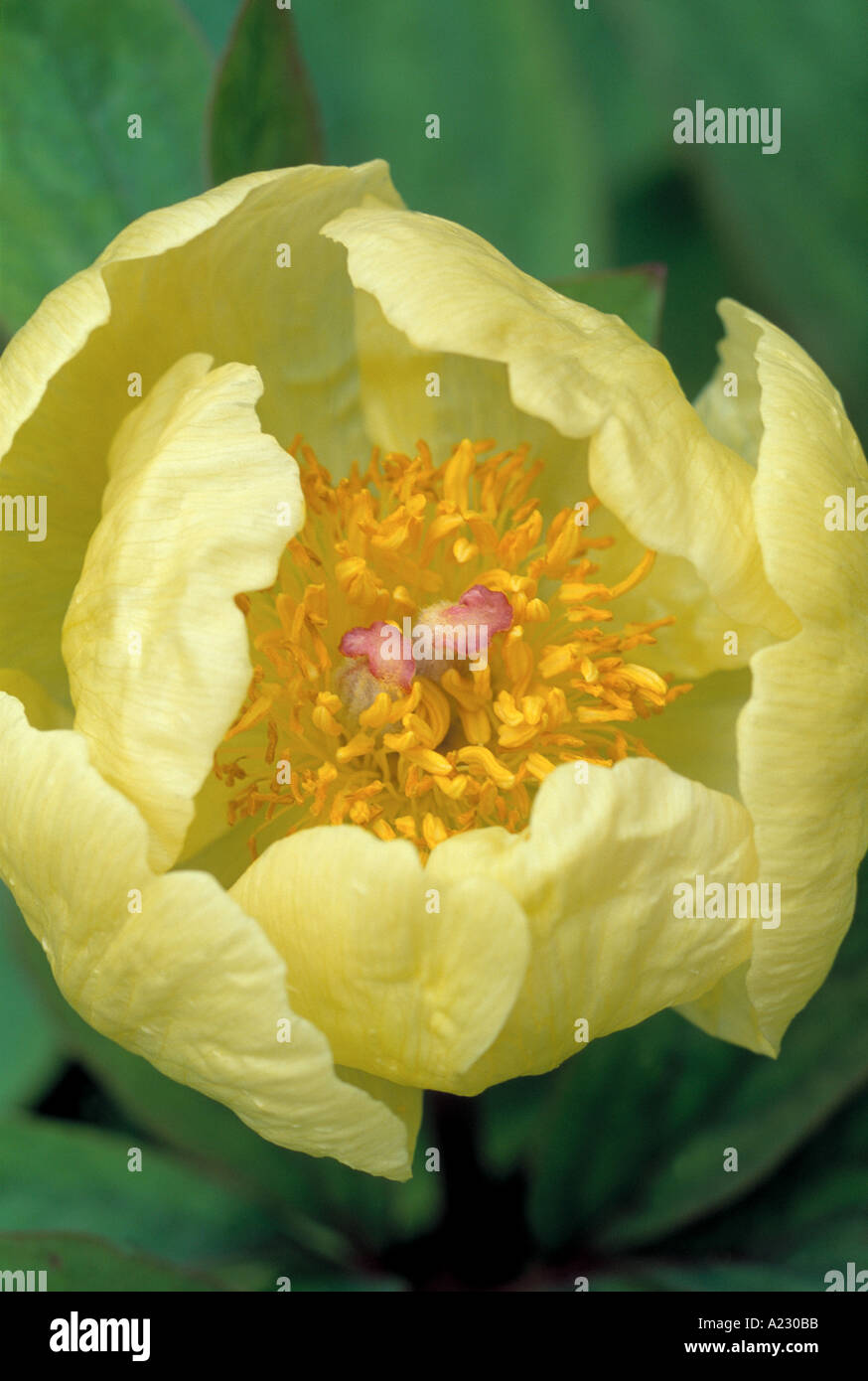 Paeonia mlokosewitschii Stock Photo - Alamy