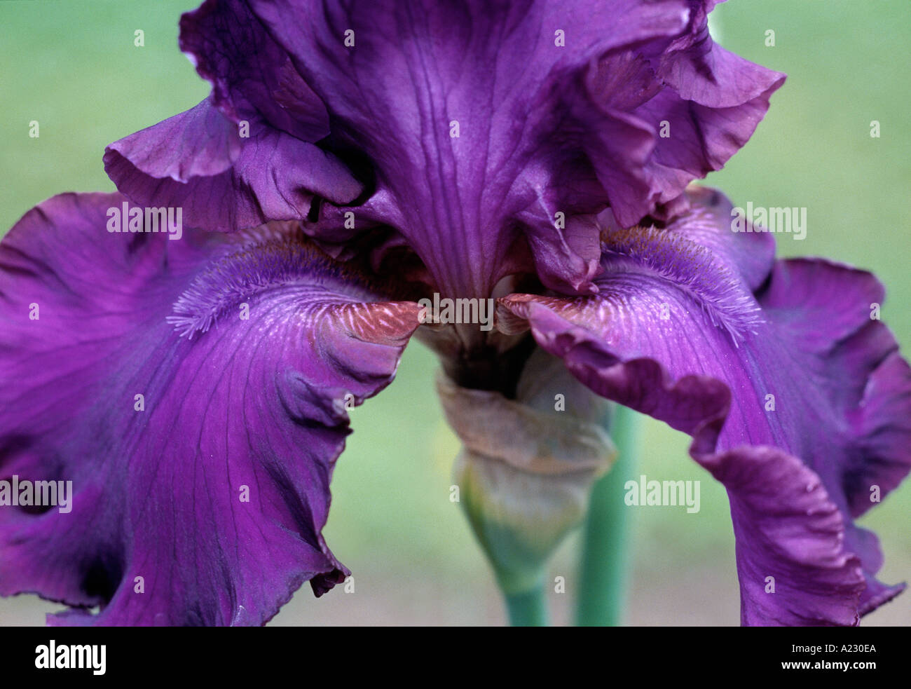 Iris Nora Eileen Stock Photo - Alamy
