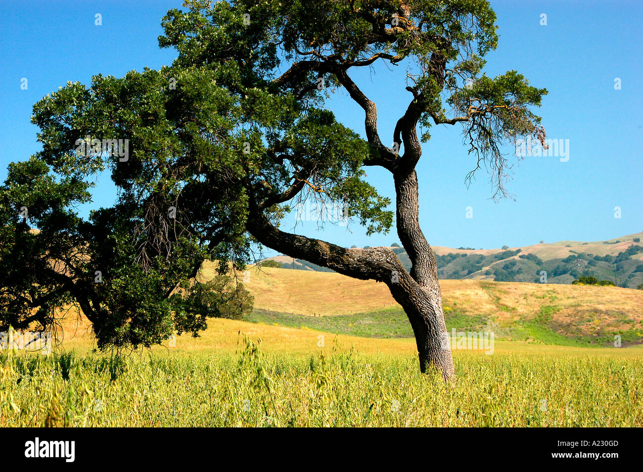 Mustard tree hires stock photography and images Alamy