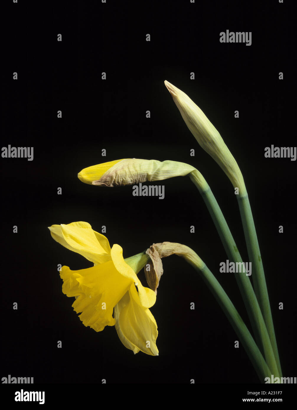 daffodil 3 images as it opens Stock Photo