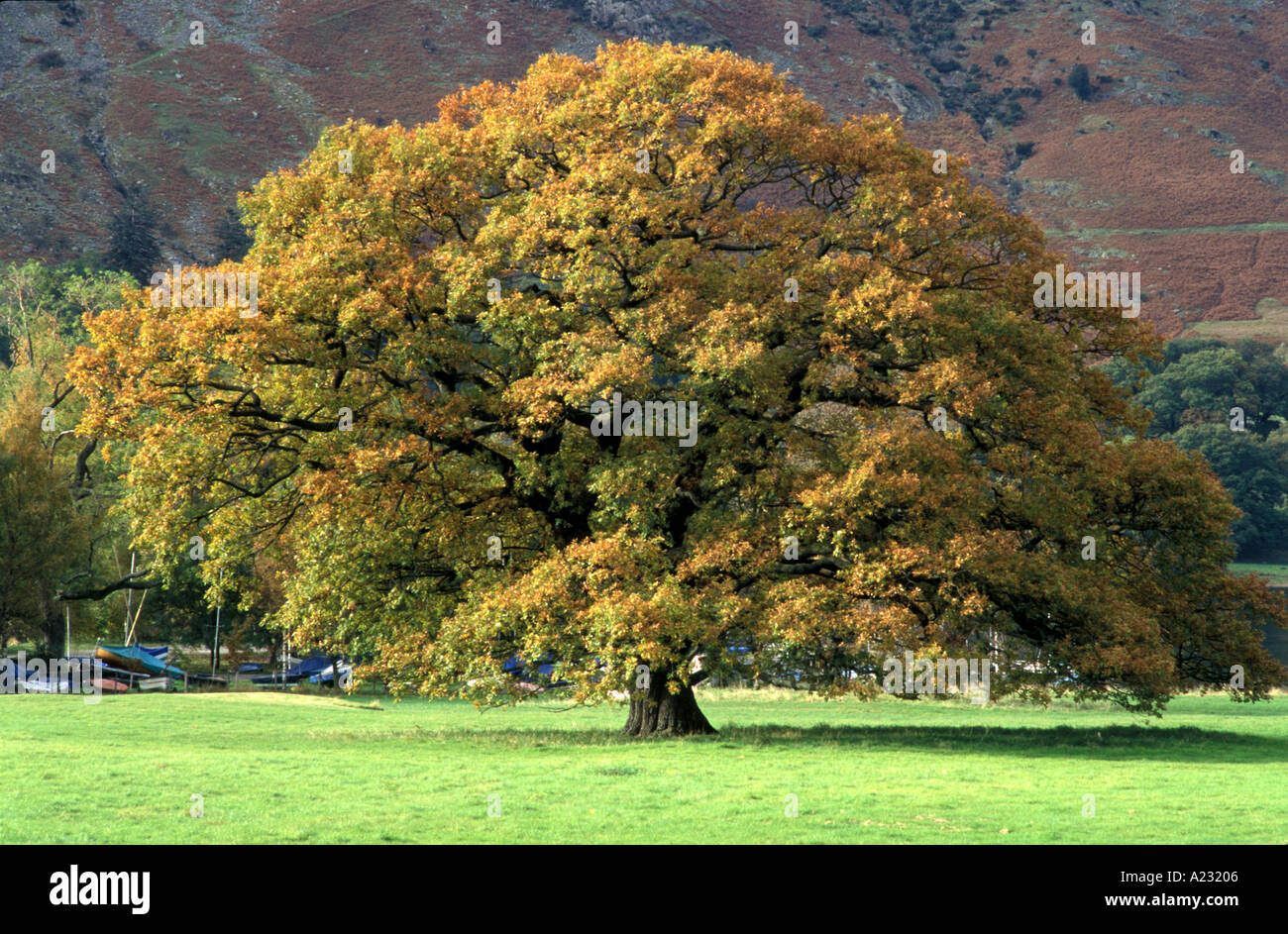 a large tree Stock Photo