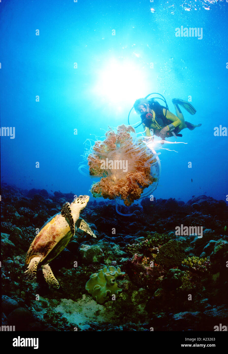 turtle eats Jellyfish scuba diving Stock Photo Alamy