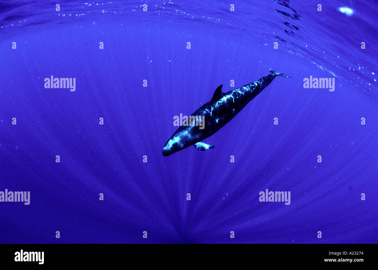 Killer whale underwater hi-res stock photography and images - Alamy
