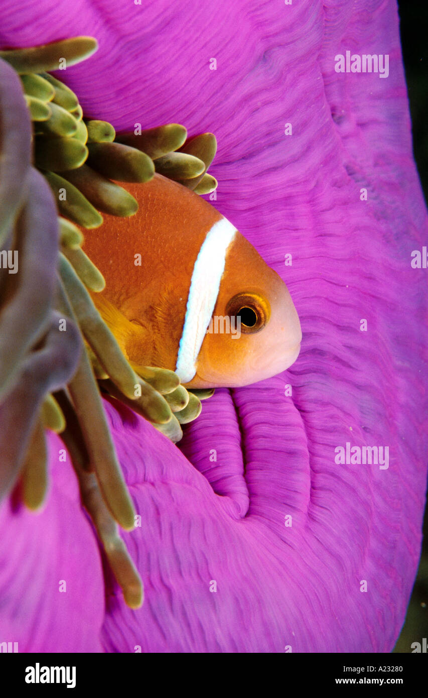Clown fish with anmone Stock Photo