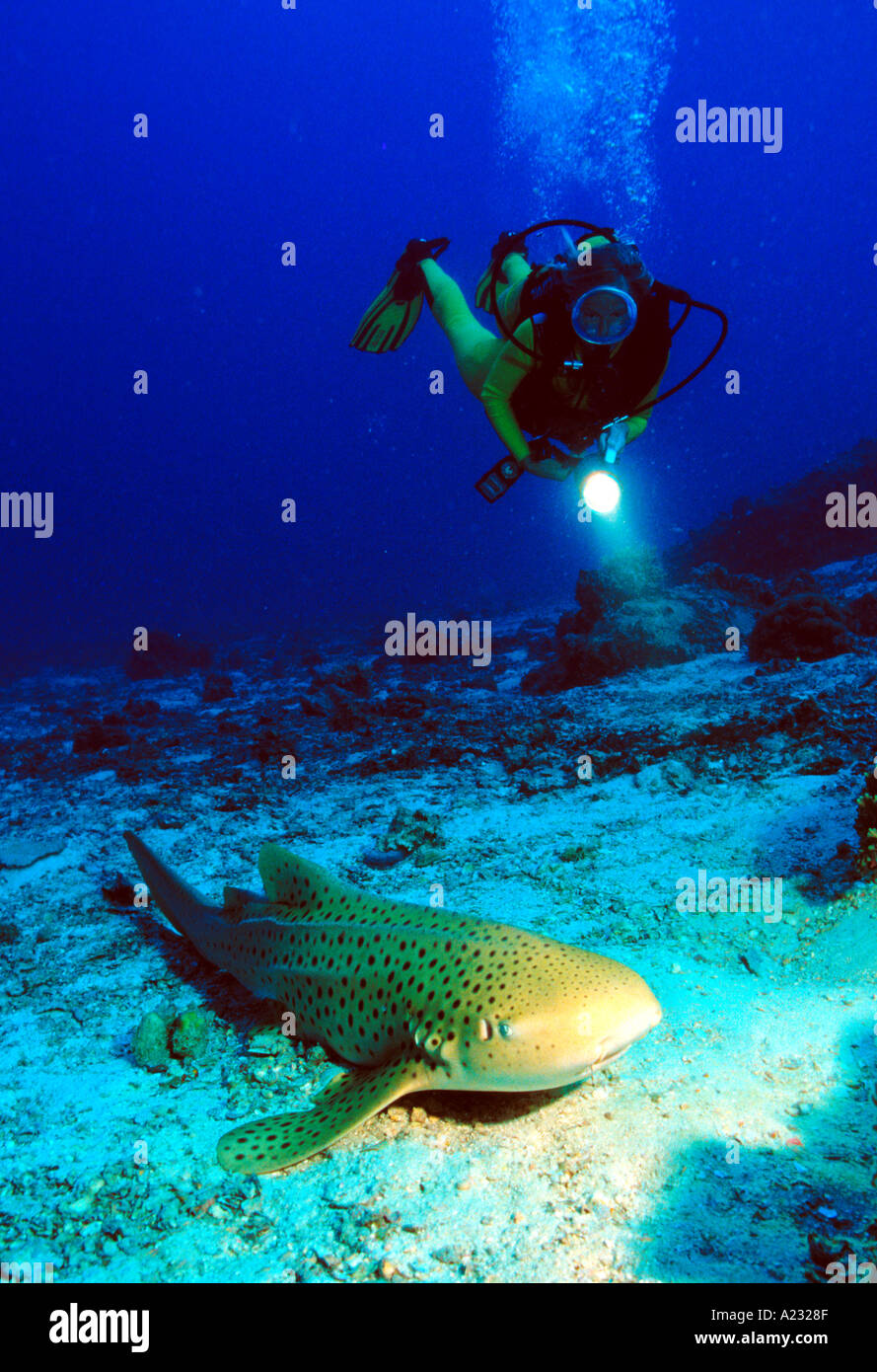 leopard shark with scuba diver Stock Photo Alamy