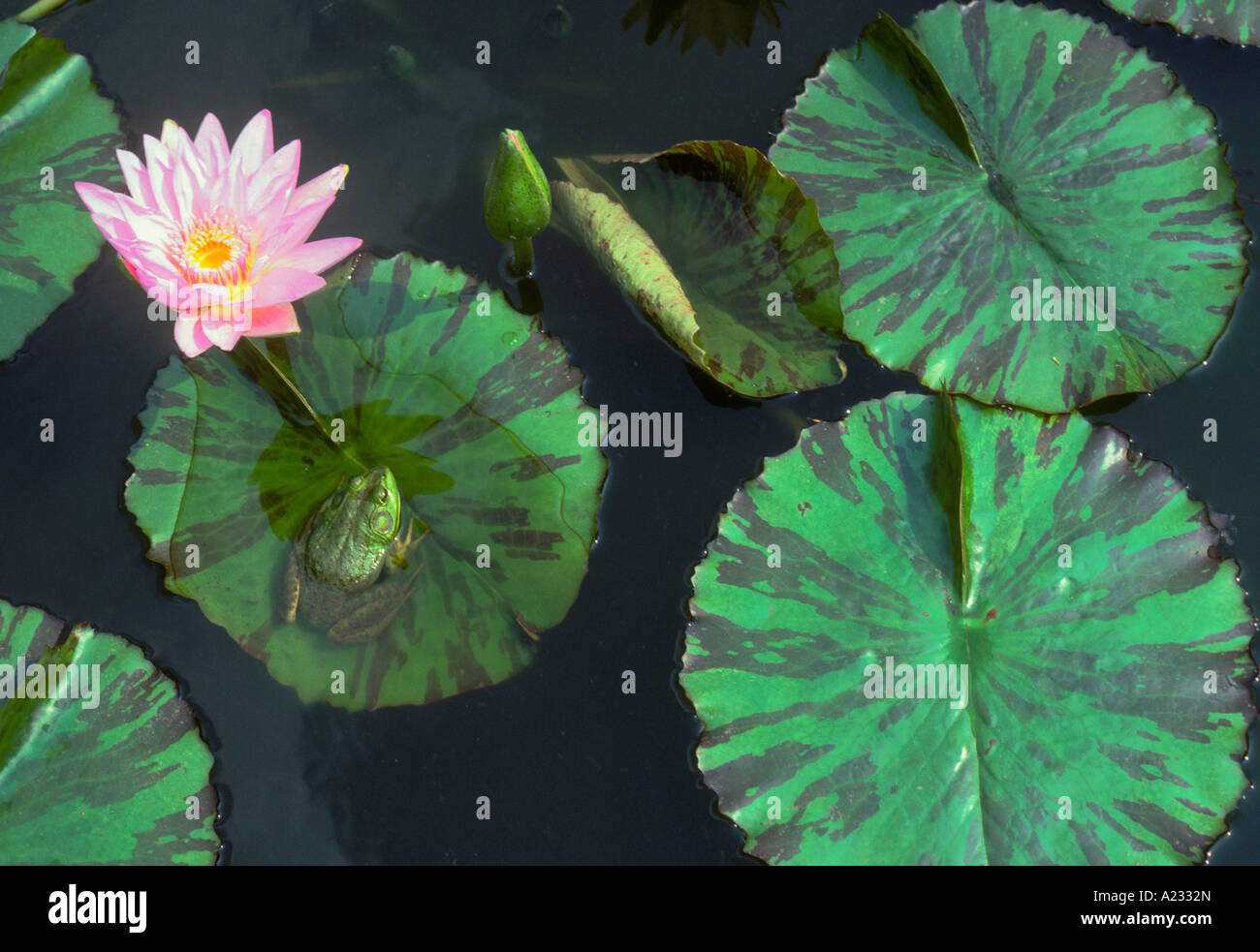 Frog sitting on a water lily pad in a pond. Pink water lily blossom ...