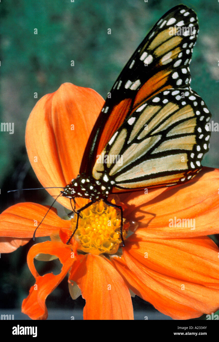 Monarch butterfly, Danaus Plexippuus. Pollination. Orange cosmos