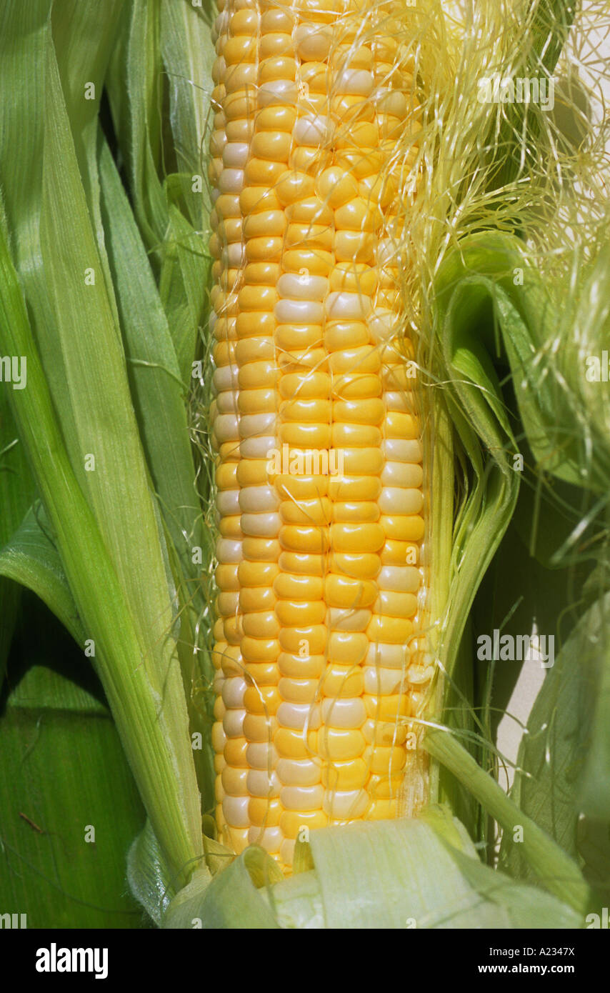 One Ear of Golden Corn Still Life Stock Photo