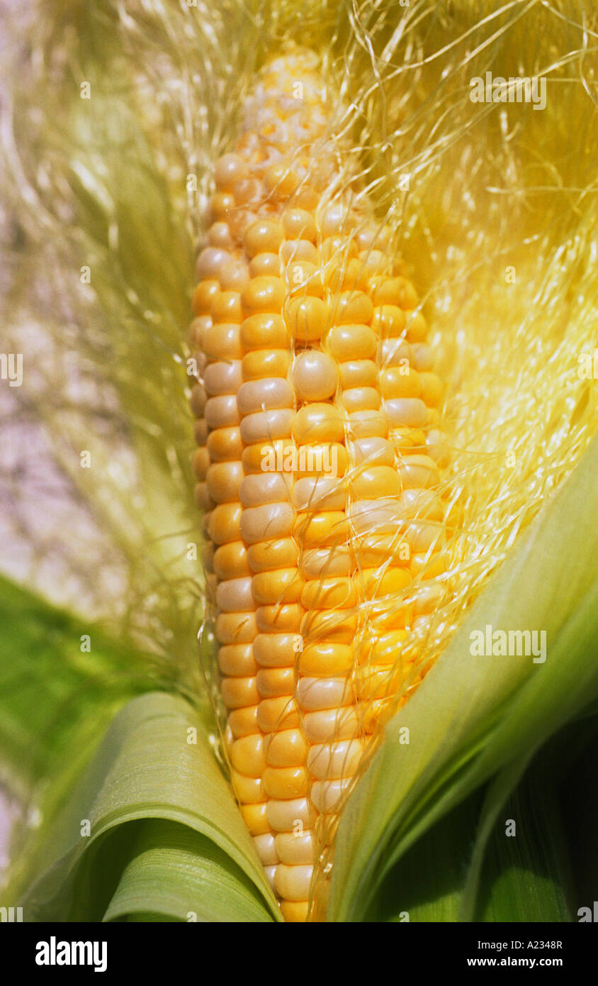 One Ear Of Golden Corn On The Cob Still Life Stock Photo