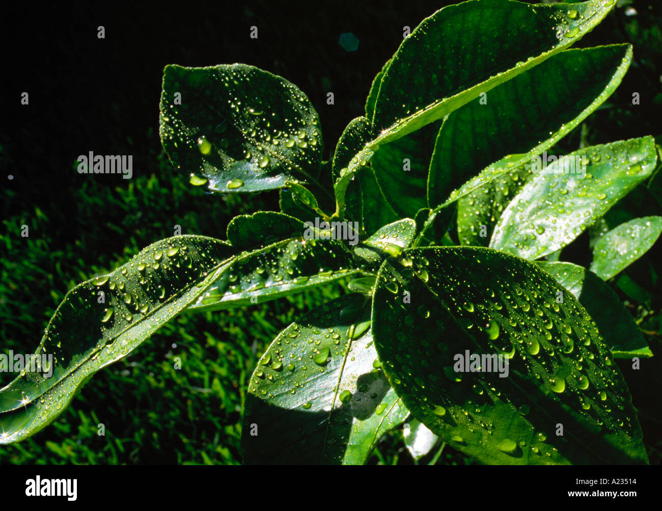 Dew drops leaves hi-res stock photography and images - Alamy