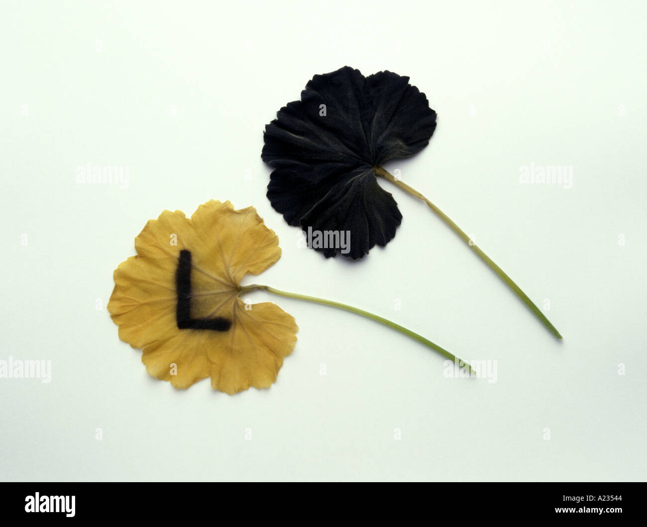 Leaf starch test hires stock photography and images Alamy