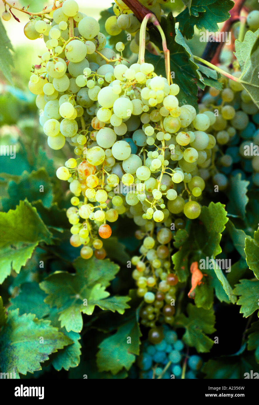 Grapes on a vine. Cluster white grapes growing in Spanish vineyard. No