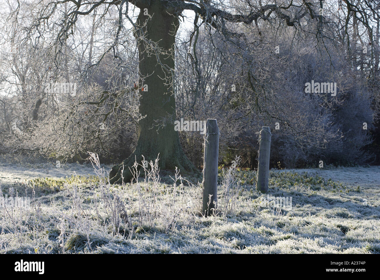 Oak tree in frosty field Sunny winter morning Stock Photo - Alamy