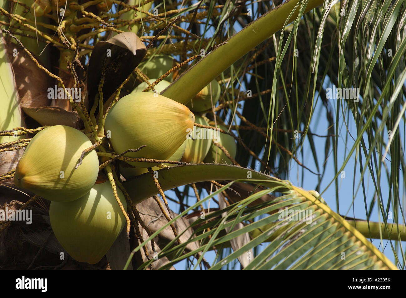 Green coconuts in the trees along Mindil Beach in Darwin Stock Photo ...