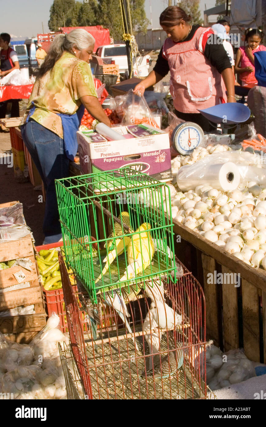parrakeets and other birds for sale at the mercado San Miguel de Allende Mexico Stock Photo