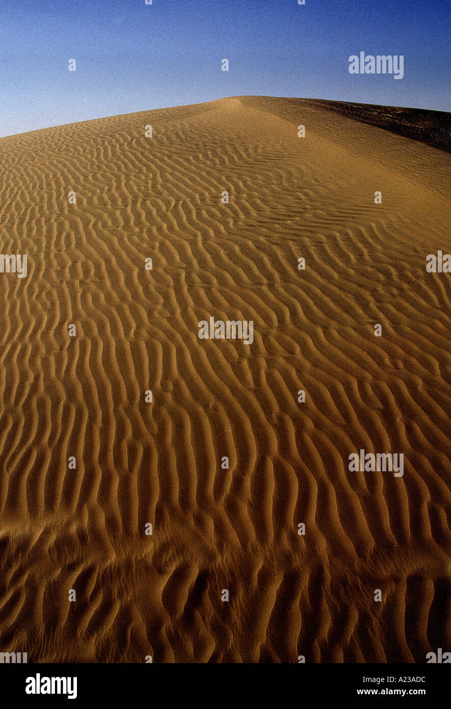 The desert of Jaisalmer. Rajasthan, India Stock Photo - Alamy